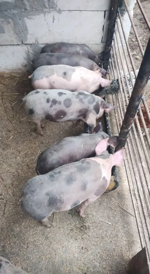 Vand purcei 6 saptamani 