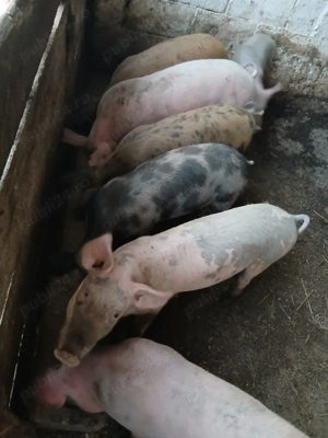 Vând purcei 500 de lei bucata