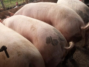 Porci grași crescuți bio 