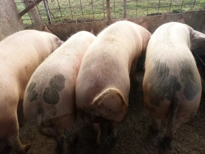 Porci grași crescuți bio  - imagine 2 Porci grași crescuți bio  - imagine 2