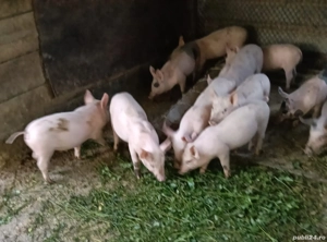 Purcei de vanzare - imagine 2 Purcei de vanzare - imagine 2