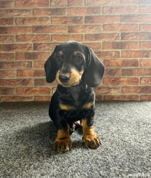 mascul teckel - imagine 3 mascul teckel - imagine 3