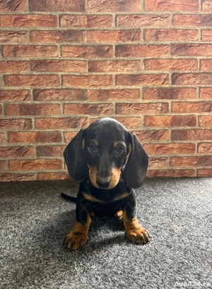 mascul teckel - imagine 4 mascul teckel - imagine 4