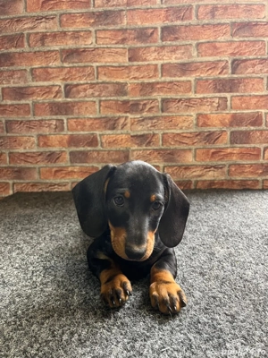 mascul teckel - imagine 2 mascul teckel - imagine 2