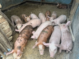 Vând purcei de 7 săptămâni 