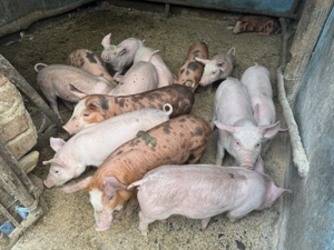 Vând purcei de 7 săptămâni  - imagine 2