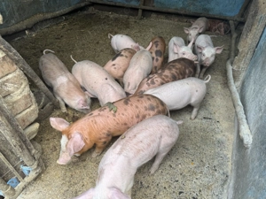 Vând purcei de 7 săptămâni  - imagine 4