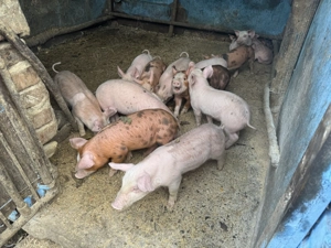 Vând purcei de 7 săptămâni  - imagine 5