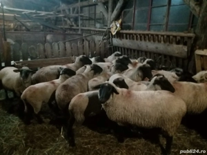 vand carlani - imagine 4