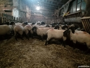 vand carlani - imagine 2