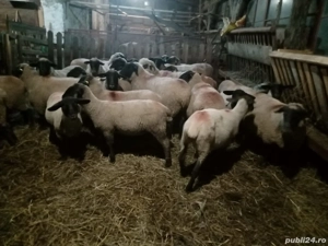 vand carlani - imagine 3