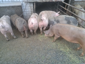 Porci de carne se pot arvuni pentru Crăciun 