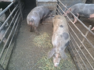 Porci de carne se pot arvuni pentru Crăciun  - imagine 3 Porci de carne se pot arvuni pentru Crăciun  - imagine 3