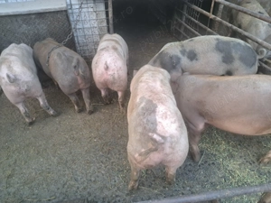 Porci de carne se pot arvuni pentru Crăciun  - imagine 2 Porci de carne se pot arvuni pentru Crăciun  - imagine 2