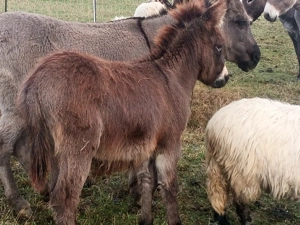 Măgăruș de vânzare  bine crescut 