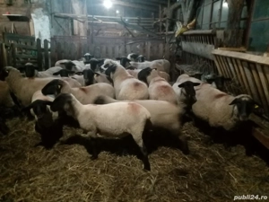 vand carlani - imagine 5