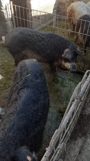 Vând porci mangaliță  - imagine 2