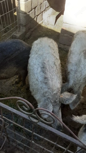 Vând porci mangaliță  - imagine 3