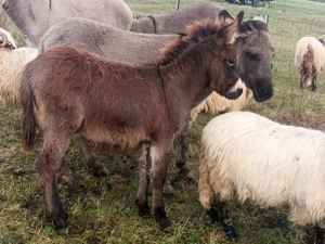 Măgăruș de vânzare  bine crescut  - imagine 2