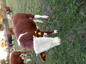 Vind vitei bălțați.