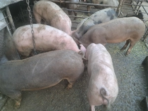 Porci de carne se pot arvuni pentru Crăciun  - imagine 4 Porci de carne se pot arvuni pentru Crăciun  - imagine 4