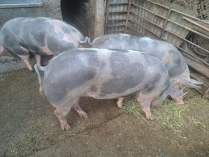 Porci de carne se pot arvuni pentru Crăciun  - imagine 5 Porci de carne se pot arvuni pentru Crăciun  - imagine 5