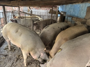 Vând porci grași în Blaj, Alba - imagine 2