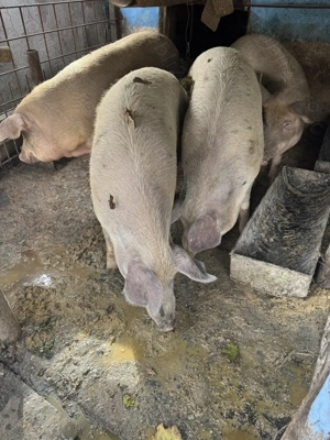 Vând porci grași, Blaj , Alba - imagine 2