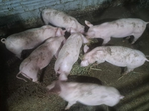 Purcei rasă de carne 3 luni 25-30 kg - imagine 3 Purcei rasă de carne 3 luni 25-30 kg - imagine 3