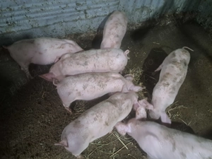 Purcei rasă de carne 2 luni jumătate 22-25 kg