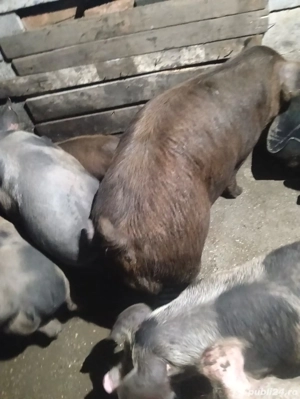 vand vier diferite rase - imagine 3