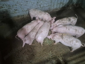 Purcei rasă de carne 3 luni 25-30 kg - imagine 4 Purcei rasă de carne 3 luni 25-30 kg - imagine 4