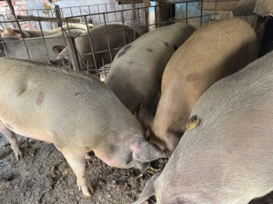 Vând porci grași în Blaj, Alba - imagine 4