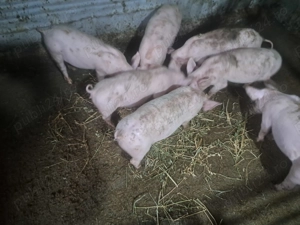 Purcei rasă de carne 3 luni 25-30 kg - imagine 2 Purcei rasă de carne 3 luni 25-30 kg - imagine 2