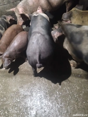 vand vier diferite rase - imagine 2