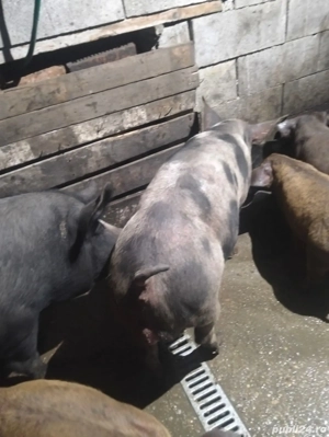 vand vier diferite rase