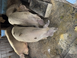 Vând porci grași în Blaj, Alba