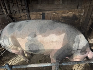 Vând porci grași, în Blaj județul Alba  - imagine 4