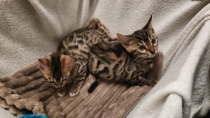 Pui Pisică bengaleză 