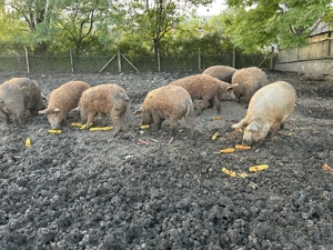  Vand Porci mangalita  - imagine 3