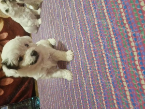 Bichon maltezi disponibili în Rm Vâlcea 