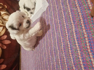 Puiuti de bichoni dragalasi - imagine 2 Puiuti de bichoni dragalasi - imagine 2