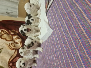 Puiuti de bichoni dragalasi - imagine 3 Puiuti de bichoni dragalasi - imagine 3