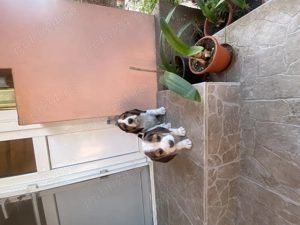 Vand 2 catei masculi rasa beagle