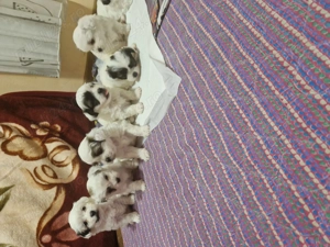 Puiuti de bichoni dragalasi