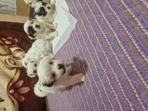 Puiuti de bichoni dragalasi - imagine 5 Puiuti de bichoni dragalasi - imagine 5