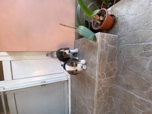 Vand 2 catei masculi rasa beagle  - imagine 4 Vand 2 catei masculi rasa beagle  - imagine 4
