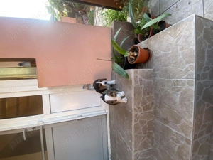 Vand 2 catei masculi rasa beagle  - imagine 3 Vand 2 catei masculi rasa beagle  - imagine 3