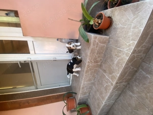 Vand 2 catei masculi rasa beagle  - imagine 2 Vand 2 catei masculi rasa beagle  - imagine 2