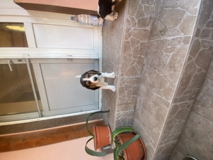 Vand 2 catei masculi rasa beagle  - imagine 5 Vand 2 catei masculi rasa beagle  - imagine 5